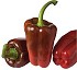 Semillas de Pimiento Segura Fit� rojo