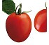 Semillas de tomate Armylla Fit� Pera M