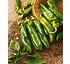 Semillas de Pimiento Aneto Fit� Italiano rugoso