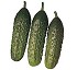 Semillas de Pepino Conil Fit� Moruno