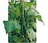 Semillas de Pepino Solero Fit� 