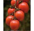 Semillas de tomate Oria Fit� Pera
