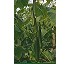 Semillas de Pepino Benito Fit� 