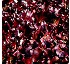 Baby leaf Sovereign 