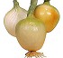 Semillas de Cebolla Galaxia F1 Fit� d�a corto