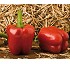 Semillas de Pimiento Tomelloso Fit� California rojo
