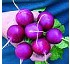 R�bano Amethyst 