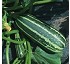 Marrow Bush Baby F1 