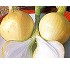 Semillas de Cebolla Prebosa Fit� de d�a corto