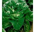 Lechuga romana Domitilia 