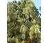 Pino Canariensis 
