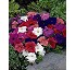 Petunia Limbo F1 