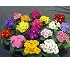 Primula Traviata F1 