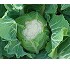 Coliflor Galloper F1 