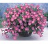 Petunia colgante Opera F1