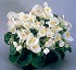 Begonia Semperflorens Super Olympia F1 