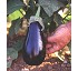 Berenjena Paula F1 