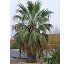 Palmera abanico Filifera 