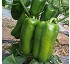 Semillas de Pimiento Lamuyo F1 
