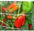 Semillas de Pimiento Lamuyo Galeon F1 