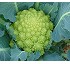 Coliflor Agripa F1 (Romanesco) 