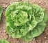 Lechuga Babi Pirana E169 