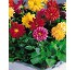 Dahlia Princess 