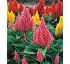 Celosia Plumosa Castle 