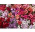 Impatiens Walleriana Nela F1 