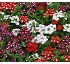 Verbena Sparkle 