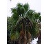 Palmera abanico Robusta 
