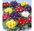 Primula acualis Carmen S1 
