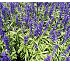 Salvia Farinacea Victory 