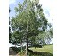 Abedul Pendula 