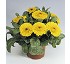 Calendula Officinalis Fiesta Gitana 