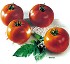 Semillas deTomate larga conservaci�n Brenda HF1