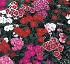 Dianthus Chinensis TelStar F1 