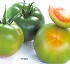 Semillas deTomate grueso Vertyco CF262 HF1
