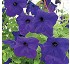 Petunia colgante Samba F1 