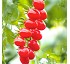 Semillas deTomate cherry Santonio HF1