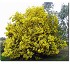 Mimosa Baileyana 