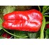 Semillas de Pimiento lamuyo Rainbow F1 