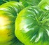 Semillas deTomate Marbonne HF1