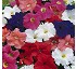 Petunia Bogoria F1 