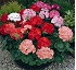 Geranio Border F1 