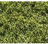 C�sped Festuca Rubra Florensate 