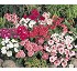 Vinca First Kiss F1 