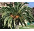 Palmera Phoenix Canariensis 
