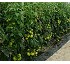 Semillas deTomate Tygana F1 
