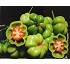 Semillas deTomate Montserrat 